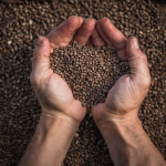 Une image d'une main tenant des graines, prête à les semer dans le sol.